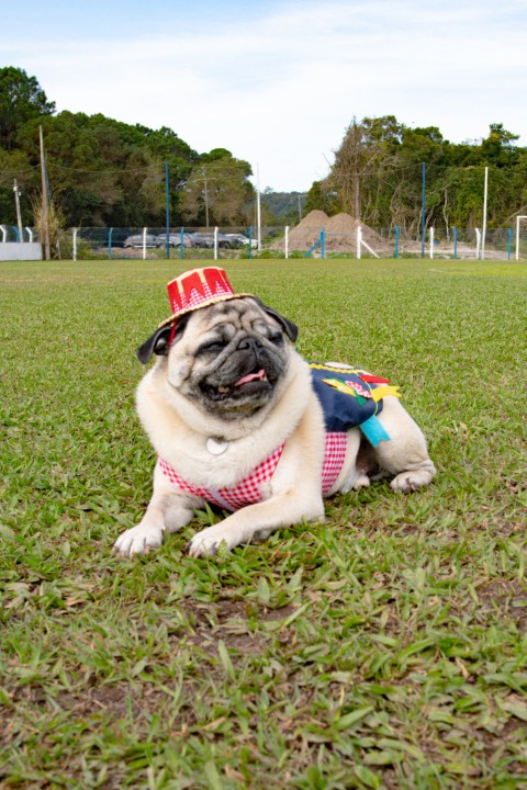 Foto do Pugnic 2026